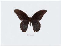 藏品(大鳳蝶)的圖片